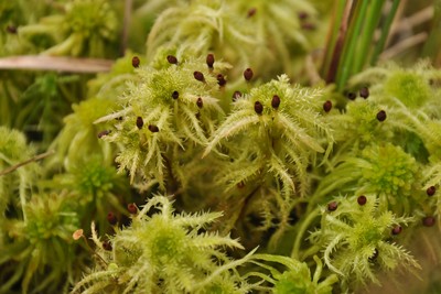 Bryophytes