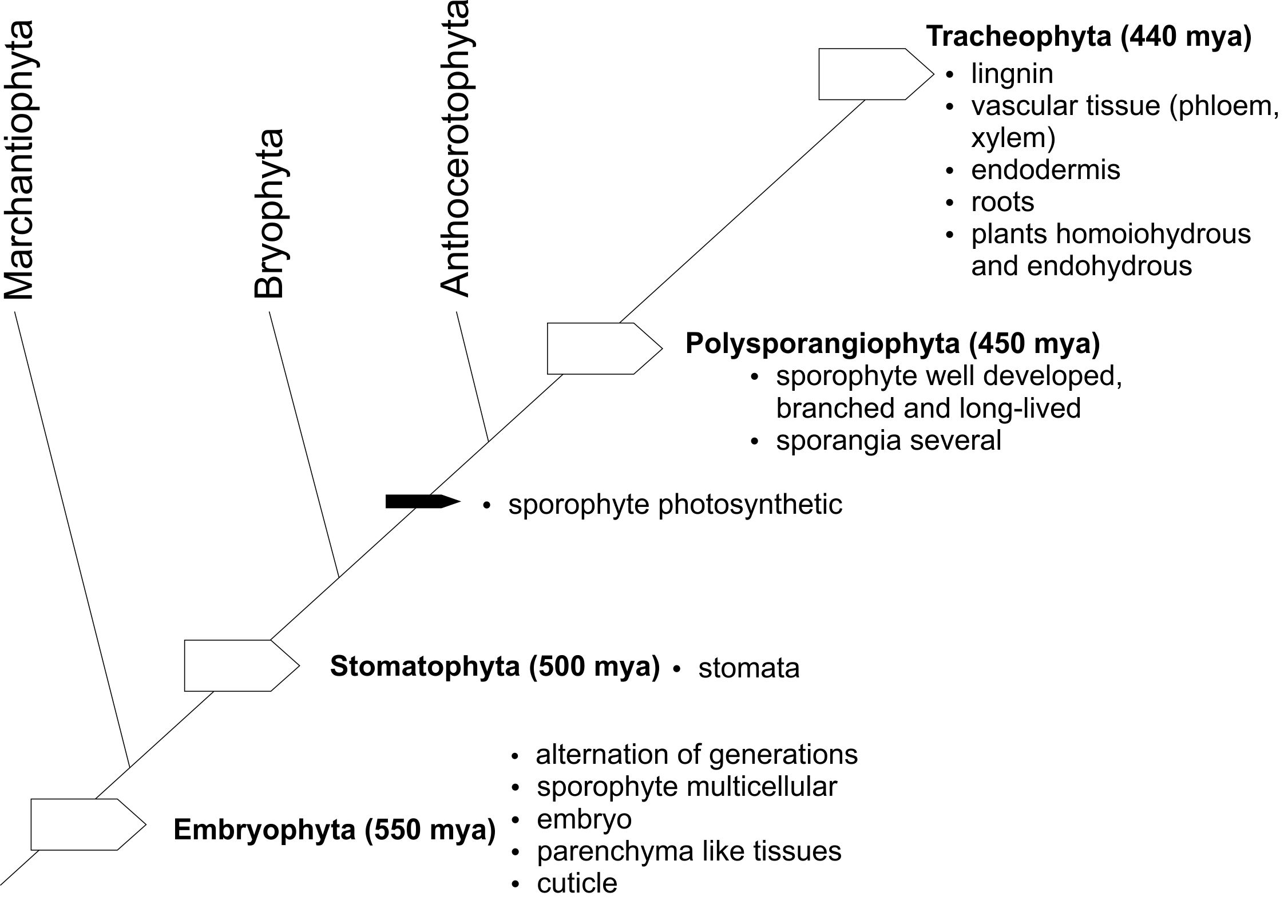 Bryophytes – World Of Plants